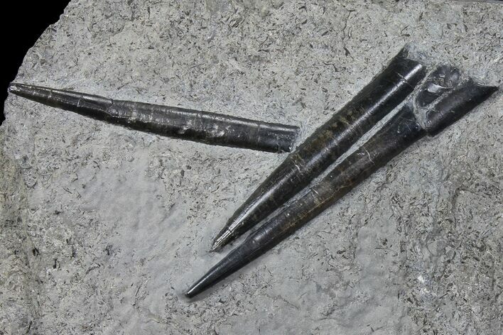 Three Fossil Belemnites (Youngibelus) - Germany #106357